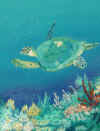 KOA Pool Marina End turtle copy.jpg (320924 bytes)