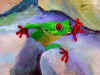 RM 6 close up of frog copy.jpg (94042 bytes)