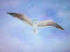 Sea Gull RM 2 copy.jpg (38055 bytes)